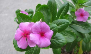 盆栽花卉日日春怎么养 盆栽花卉日日春怎么养护