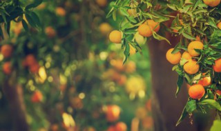 梦见吃橘子是什么兆头 梦见吃橘子怎么回事