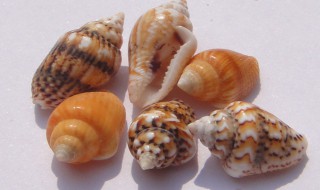 海螺需要煮几分钟（花螺一般煮几分钟）