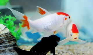 夏季金鱼如何养 夏季金鱼如何养活