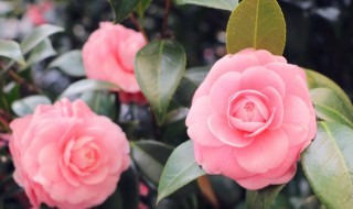 家庭如何养好茶花 家庭如何养好茶花盆栽