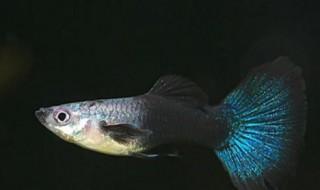 怎样养孔雀鱼 养孔雀鱼三忌