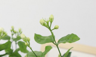 怎样养好茉莉花 茉莉花在家怎样养
