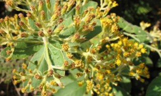 羊耳菊的功效与作用（虎耳草的功效与作用）