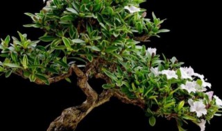 六月雪盆景不吉利风水是真的吗（六月雪盆景的养护技巧）