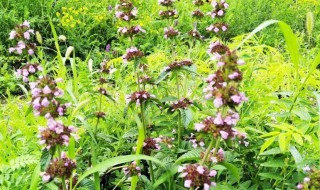 兔儿伞的功效与作用（兔儿伞的功效与作用图片）