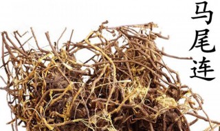 马尾连的功效与作用 金丝马尾连的功效与作用