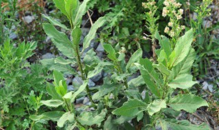 六棱菊的功效与作用 六棱菊的功效与作用及图片