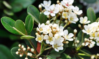 石斑木的功效与作用 石斑木的功效与作用药用价值