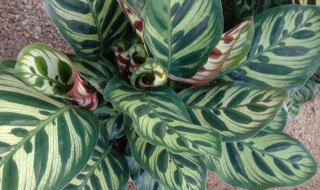 孔雀竹芋的风水作用寓意如何 孔雀竹芋有什么寓意