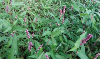 酸模叶蓼的功效及食用方法 酸模叶蓼怎么泡茶喝