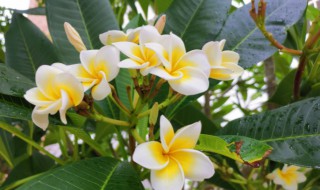 鸡蛋花树对风水影响吗（鸡蛋花树对风水影响吗图片）