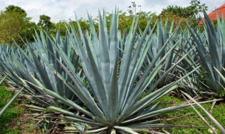 金边龙舌兰对家里风水好吗 金边龙舌兰盆栽的寓意