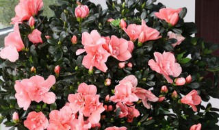 杜鹃花开败后如何修剪枝头满是芽(杜鹃花开败了怎么修剪,杜鹃花开败的枝怎么修剪)