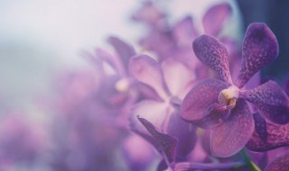 2021兰花属于国家保护植物吗（2021兰花属于国家保护植物吗为什么）