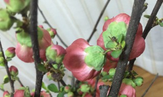 海棠花立秋后可以剪枝吗（海棠花秋天能剪枝吗）