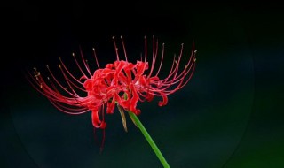 十大诅咒之花 彼岸花碰到血会怎样