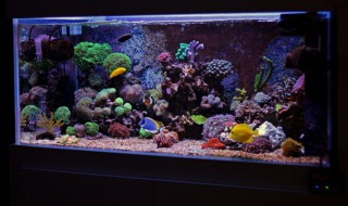 鱼缸摆法和禁忌（鱼缸摆法和禁忌有关吗）