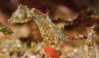 海马为什么要一公一母 海马为什么要一公一母煮汤