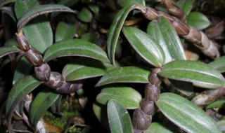 紫皮石斛的种植方法 紫皮石斛的种植方法和管理