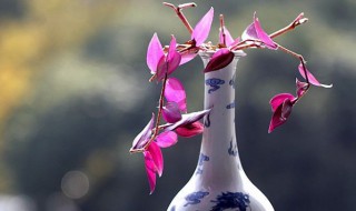 吊竹梅可以水培吗 吊竹梅水培好还是土培好