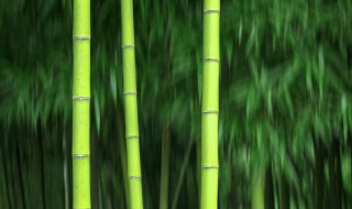 大熊猫吃的竹子是草吗? 大熊猫吃的竹子是草吗