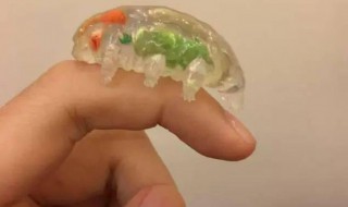 哪种生命力更强水仙花和水熊虫（水熊虫和水仙花谁的寿命更长）