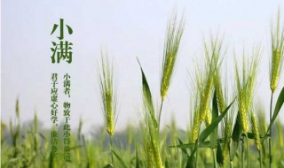 有关小满节气的谚语（有关小满节气的谚语有哪些）