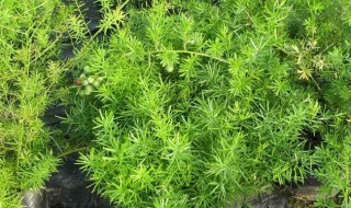 天门冬的功效与作用 天门冬的功效与作用吃法