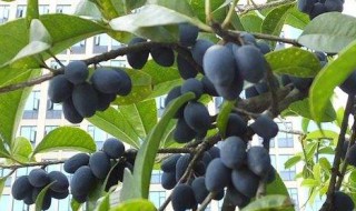 桂花树接的果能不能种植 桂花树接的果能不能种植在院子里