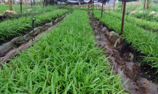 白芨技术种植（白芨技术种植视频）