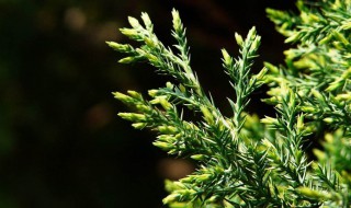 刺柏家里能放吗（刺柏能放家里吗?）