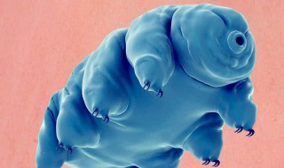 水熊虫和水仙花哪个生命力更强 水熊虫和水仙花哪个生命力更强些