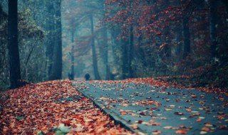 寒风吹起细雨淋漓是什么歌 寒风吹起细雨淋漓是什么歌抖音
