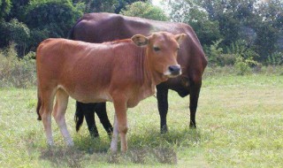 关于牛的成语 关于牛的成语有哪些