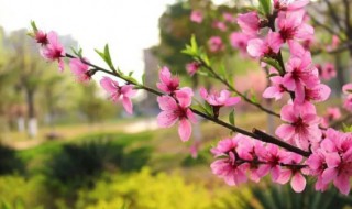 描写春夏秋冬的花语句（描写春夏秋冬的花语句子有哪些）