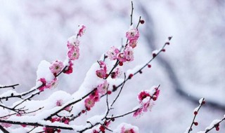 关于雪的优美诗句 关于雪的优美诗句李白