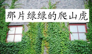 爬山虎怎么种植 盆栽爬山虎怎么种植