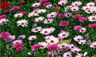 非洲菊送给什么人（非洲菊是送给死人的吗）