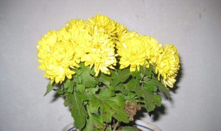 九月菊什么时候打顶（九月菊什么时候种）