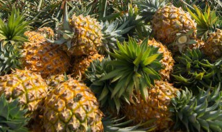 菠萝可以和玉米一起吃吗 菠萝可以和玉米一起吃吗会中毒吗