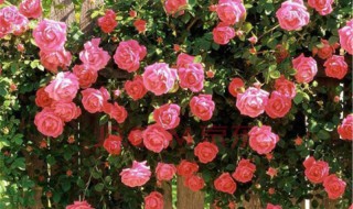 月季移植时间和方法（月季的移植时间和方法）