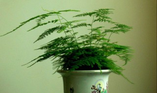 文竹的生根方法（文竹怎样生根发芽）