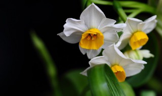 水仙花什么季节开花 水仙花什么季节开花结果