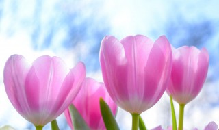 郁金香花语和寓意（郁金香花语和寓意是什么意思）