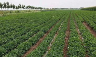 花生覆膜的正确方法 花生覆膜种植技术与管理方法