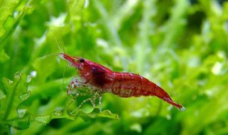 樱花虾养殖方法（樱花虾怎么养才能爆缸）