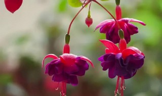 灯笼花插接方法 灯笼花插接方法图解