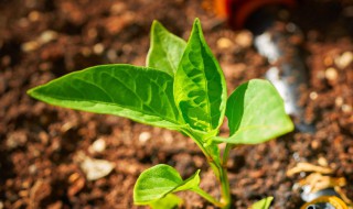 春播辣椒露地育苗的方法（春播辣椒露地育苗的方法和技术）