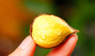 栗子泡酒制作方法 栗子泡酒制作方法大全